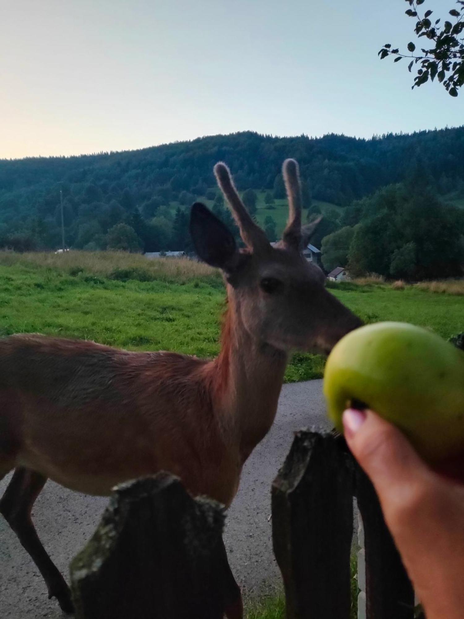 Goralska Czarcia Chata Pod Jalowcem Стрышава Экстерьер фото